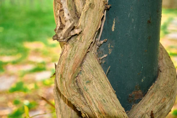 木のツタの体 ツタは緑のランプのポストと緑の草の背景をカバー — ストック写真