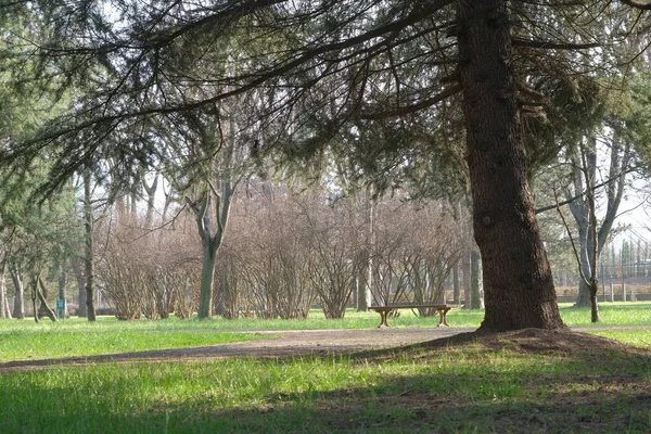 Jednosedačková Lavička Obrovským Stromem Botanické Veřejné Parky — Stock fotografie
