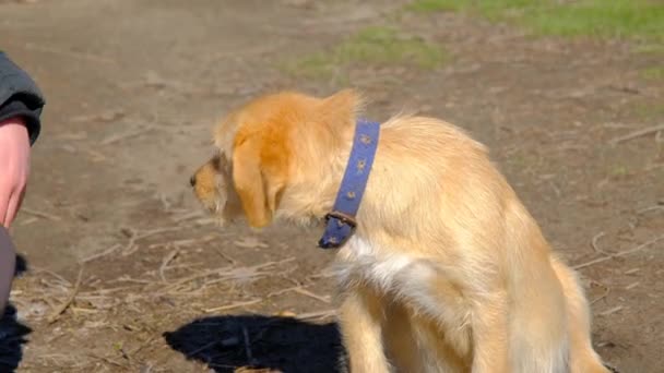 Ładny Złoty Kolor Psa Człowiek Głaskanie Psa Pieszczoty Głowy Psa — Wideo stockowe
