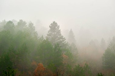 Sisli konsept, orman ve ilham verici orman ve sisli hava. Seçici odak ve tahıl konsepti fotoğrafı. gizem fikri