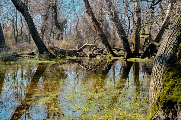 Área Pantanosa Várzea Karacabey Bursa Turquia Reflexão Moos Poça Água — Fotografia de Stock