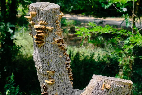 Порезанное Дерево Гриб Нём Грибы Сформированные Вырубленном Дереве — стоковое фото