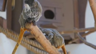 4K Video. İmparator Tamarin Maymunları hayvanat bahçesinde, hızlı hareket ediyor ve zıplıyor.