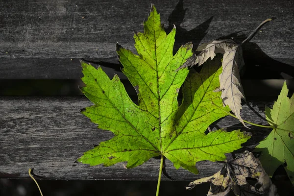 Dried Leaf Wooden Background Fall Autumn Loneliness Concept Idea — Stockfoto