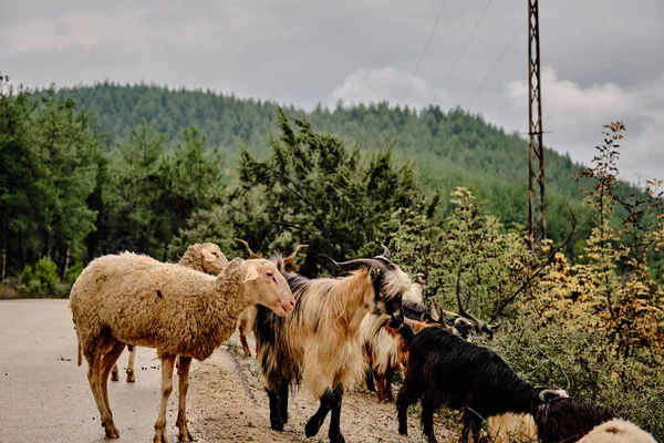 Groups Farm Animal Green Farmland Sheeps Goat Groups — стоковое фото