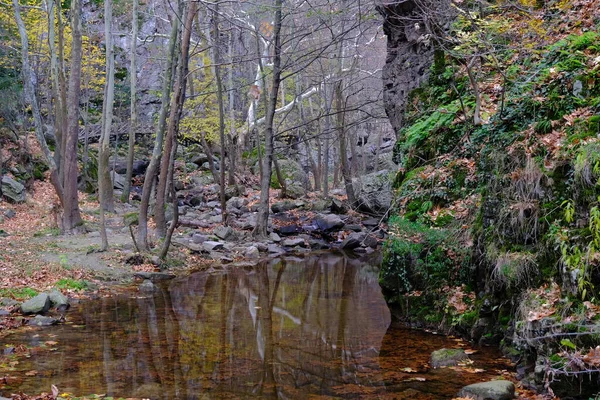 Kleine Gelbe Wasserpfütze Und Teich Herbstkonzepte Getrocknete Bäume Und Reflexion — Stockfoto