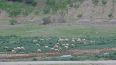 Gündüz vakti nehir akıntısının yanındaki tarlada koyun sürüsü. Otlaklar ve tarım arazileri. 4K Video. Baharda otlakta koyun sürüsü.