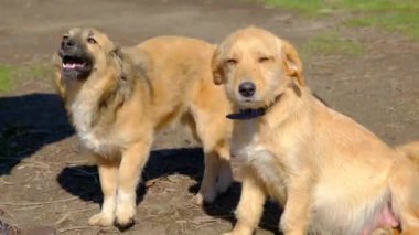 portrait of a stray dog in the park playing with his owner. 4K Video of animal life.
