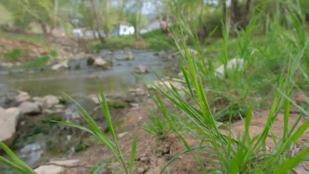 Green Grass Forest Water Flow Stream River Grass Spring Video — Stockvideo