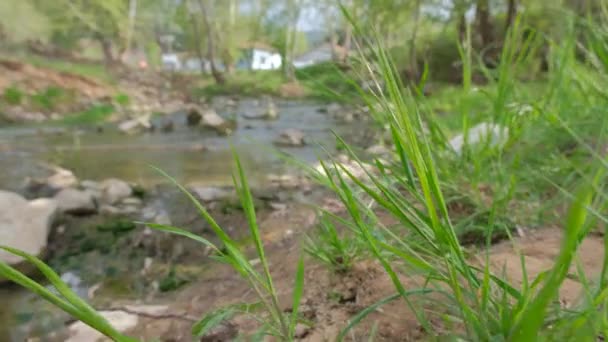 Прекрасний Вид Річку Лісі Потік Води Вид Зеленої Трави Навесні — стокове відео