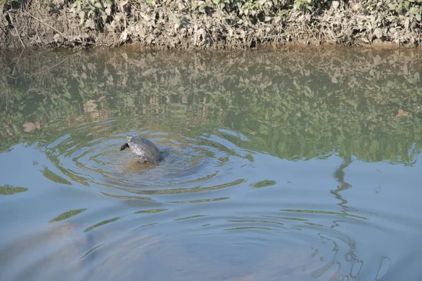 Sudaki küçük kaplumbağa, küçük kaplumbağadaki su