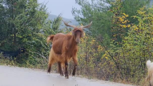 Vídeo Cámara Lenta Video Cabras Cabras Pastando Camino Asfalto Cerca — Vídeo de stock