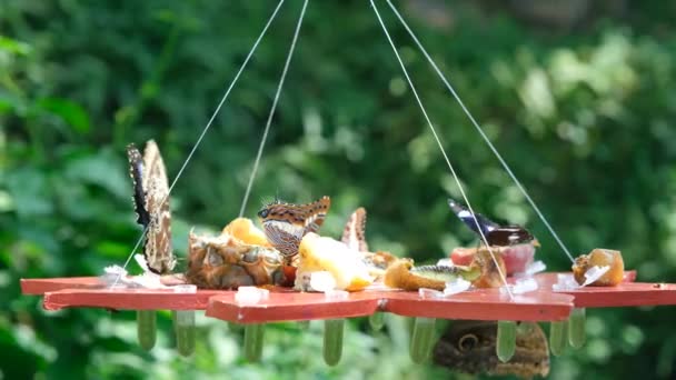Βίντεο Πολύχρωμες Πεταλούδες Βίντεο Πεταλούδες Στο Πιάτο Σίτισης — Αρχείο Βίντεο
