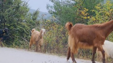 Yavaş çekim videosu. Keçi, keçi videosu asfalt yolda ve yol kenarında.