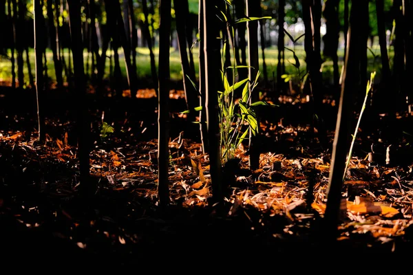 Wiele Jesiennych Liści Lesie Pojedyncza Zielona Młoda Roślina Cieniu Słońce — Zdjęcie stockowe