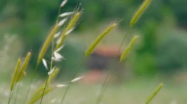 4k Video. Köy manzarası, buğday tarımı ve kırmızı çatılı küçük köy evi.