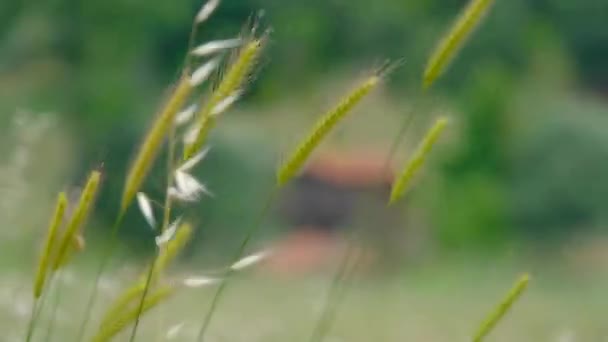 Video Dorfblick Weizenlandwirtschaft Und Kleines Dorfhaus Mit Rotem Dach — Stockvideo