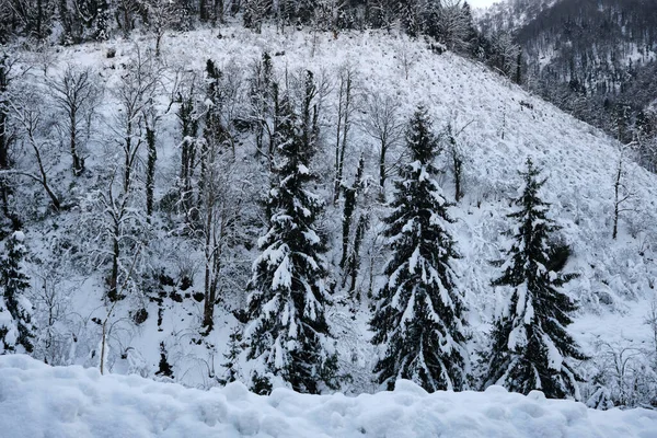 Красивый Зимний Пейзаж Заснеженными Деревьями Соснами Покрытыми Белыми Заснеженными Лесами — стоковое фото