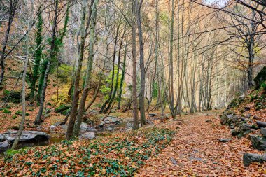 Sonbaharda ormanda, parkta ve akan nehirde..