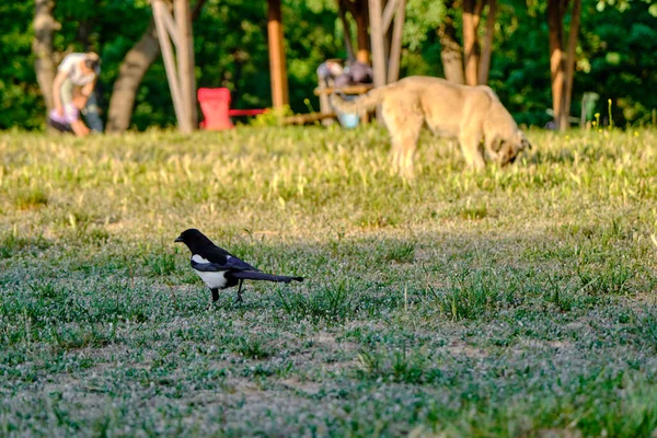 Fågel Promenader Svart Kråka Gård Och Selektiv Fokus Djur Hund — Stockfoto