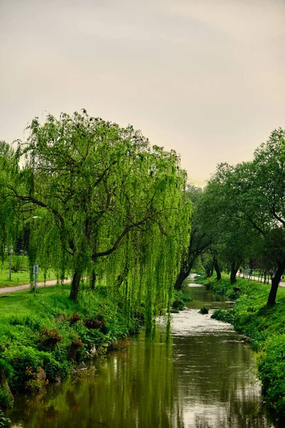 Красивый Пейзаж Рекой Деревом Отражение Зеленого Дерева Водной Луже — стоковое фото