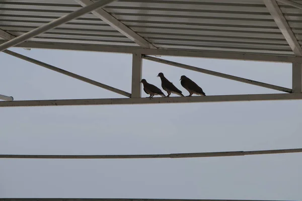 Pigeons Nouvelle Construction Suspendus Sur Toit Bâtiment Abandonné Pièces Colombes — Photo