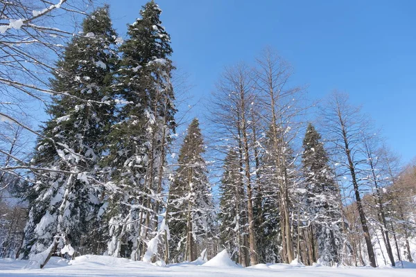 Красивый Зимний Пейзаж Заснеженными Деревьями Снег Соснах — стоковое фото