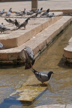 Group of pigeons in mosque garden over water, pigeons just before fly. Selective focus planning.