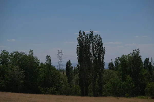 Green poplar tree, forest and electrical transmission line and electric post. Green energy concept idea in nature.