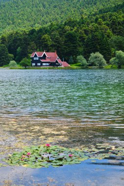 Selective focus photo of a group of colorful lotus on lake, nice cottage over the lake in Bolu, Turkey.