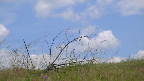 Low Angle Grass View Grass Plant Cloudscape Background Video — Stockvideo