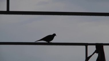 4k video. Silhouette of a single dove, dove bird walking on pipe at roof during overcast weather.