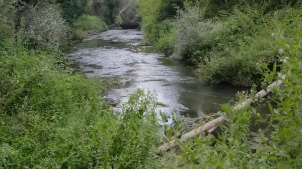 Відео Невелика Річка Вузька Річка Потік Води Між Зеленою Рослиною — стокове відео