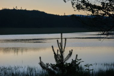 Selective focus photo of aculeolate plant and lake background during sunset. Tranquility concept idea