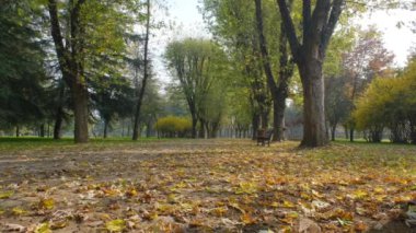 4k Video. Doğal halk parkı, botanik parkı, sonbahar ve sonbahar renkleri. Renkli yapraklı sonbahar manzarası.