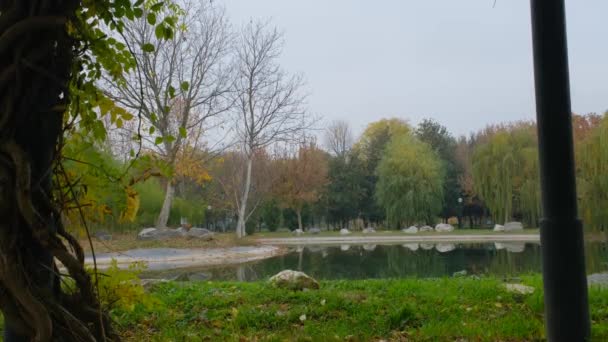 Video Kleiner Teich Und See Spiegelbild Der Natur Wasserboden — Stockvideo