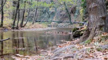 4k Video. Nehir doğada, su yüzeyinde yansıma.