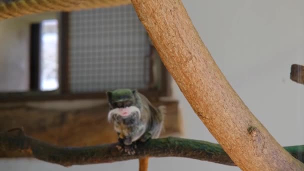 Vídeo Emperador Tamarines Monos Están Saltando Nido Jugando Entre — Vídeo de stock