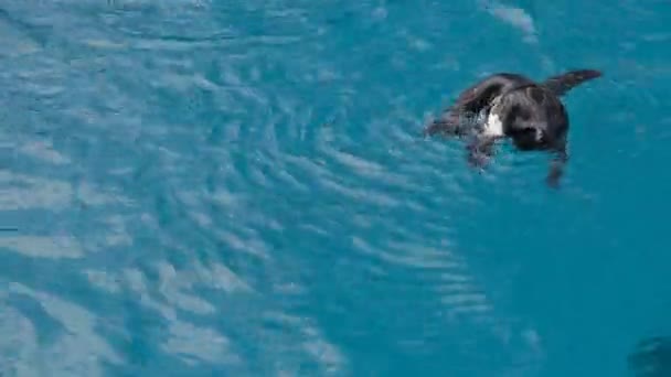 Video Schwimmpinguine Türkisfarbenes Wasser Und Schwarz Weiße Pinguine — Stockvideo