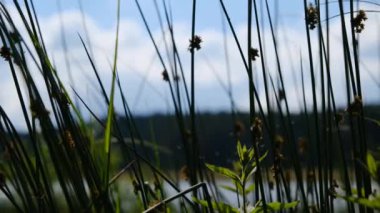 4k Video. Sazlıklarla, uçan böceklerle ve sineklerle kaplı bir fidan. göl ve tepe arkaplanı.