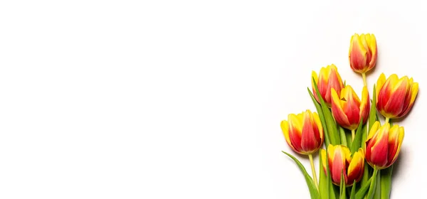 Rojo Amarillo Dos Flores Tulipán Color Sobre Fondo Blanco Vista — Foto de Stock