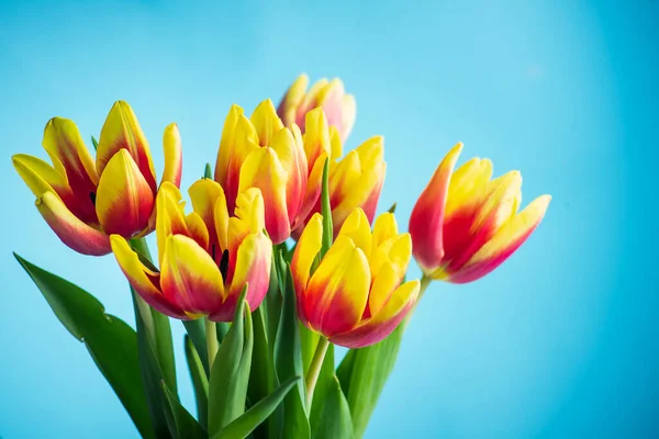 Rojo Amarillo Dos Flores Tulipán Color Sobre Fondo Azul Vista — Foto de Stock