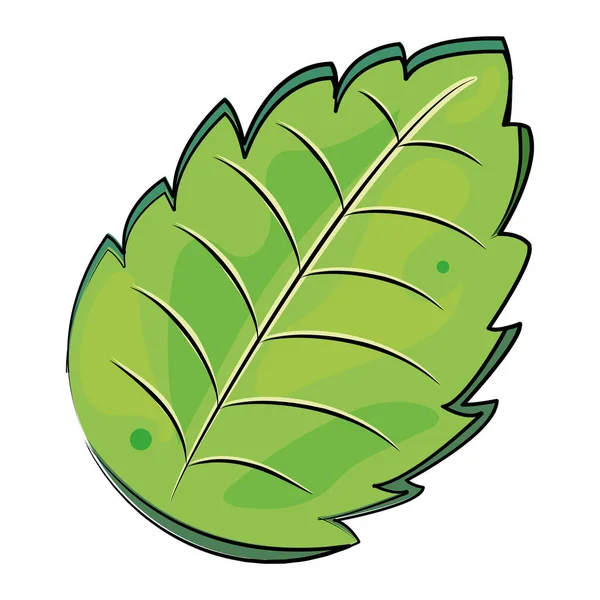 Isolated sketch of a mint leaf Vector — Image vectorielle