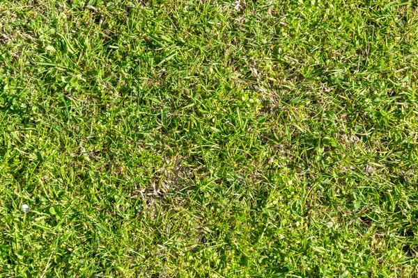 Green Grass Garden Mat — Stock Photo, Image