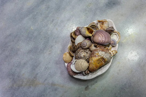 Plate Snails Sea Colors — стоковое фото