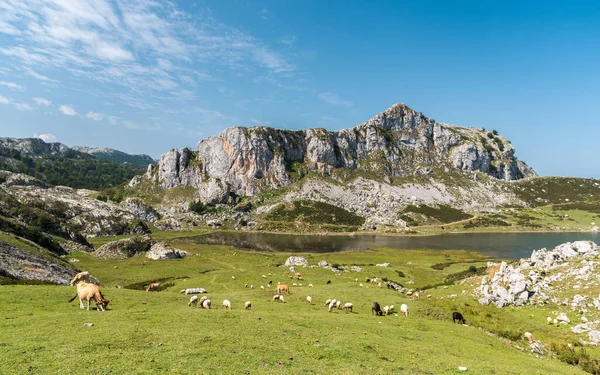 Lago Ercina Uno Los Grupos Conocidos Como Lagos Covadonga Parque — Foto de Stock