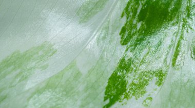 Yakın plan beyaz lekeli yapraklar, yeşil yaprak dokusu