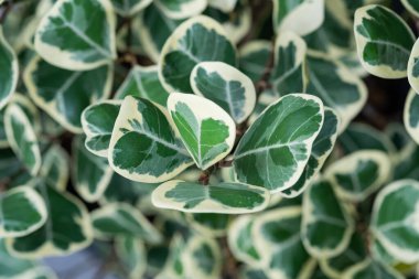 Yakın plan beyaz lekeli yapraklar, yeşil yaprak dokusu