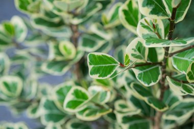 Yakın plan beyaz lekeli yapraklar, yeşil yaprak dokusu