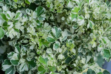 Yakın plan beyaz lekeli yapraklar, yeşil yaprak dokusu